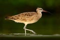 Nice bird Whimbrel, Numenius phaeopus, in blurred nice flowers in foreground, Costa Rica. Bird in the river. Whimbrel in the green