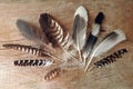 Beautiful birds feathers on wooden desk, Lithuania