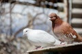 The bird sits on the roof of the nest. Several pigeons on the roof. Beautiful birds