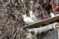 The bird sits on the roof of the nest. Several pigeons on the roof. Beautiful birds