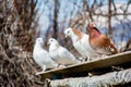 The bird sits on the roof of the nest. Several pigeons on the roof. Beautiful birds