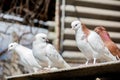 The bird sits on the roof of the nest. Several pigeons on the roof. Beautiful birds