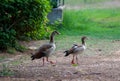 Birds standing and looking