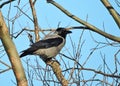 Beautiful crow bird resting on tree branch, Lithuania Royalty Free Stock Photo