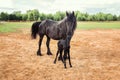 Nice black horse with foal