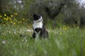 Nice black and white cat playing in the lawn Royalty Free Stock Photo