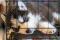 Nice black and white dog sleeping in cage Royalty Free Stock Photo