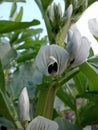 Nice black and white flowers of broad beans closeup Royalty Free Stock Photo