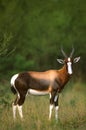 Nice Blesbok in Grass