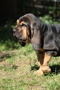 Nice bloodhound puppy Royalty Free Stock Photo