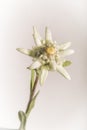 Edelweiss Flower Portrait - Isolated on White Royalty Free Stock Photo