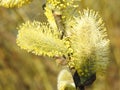 Beautiful yellow pussy willow in spring, Lithuania Royalty Free Stock Photo