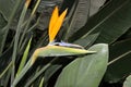 Nice blossom of strelicia in morning sharp light Royalty Free Stock Photo