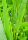 Beautiful dragonfly on green plant, Lithuania Royalty Free Stock Photo