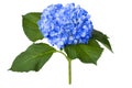 Nice Blue Hydrangea