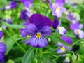 Beautiful blue pansy flowers in garden, Lithuania Royalty Free Stock Photo