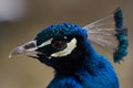 Nice blue peacock. Royalty Free Stock Photo