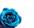Nice blue rose photo Royalty Free Stock Photo