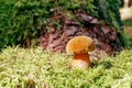 Nice boletus mushroom with pink stem in green moss