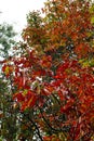 Nice branches of coloured cheastnut leaves in the autumn Royalty Free Stock Photo