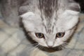 Nice British kitten Royalty Free Stock Photo
