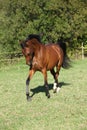 Nice brown arabian mare running