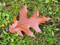 Beautiful brown oak tree leaf , Lithuania Royalty Free Stock Photo