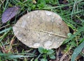 Beautiful brown autumn tree leaf, Lithuania Royalty Free Stock Photo