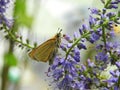 Beautiful butterfly on blue flower, Lithuania Royalty Free Stock Photo