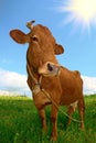 Nice brown cow Royalty Free Stock Photo