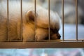 Nice brown dog sleeping alone in cage