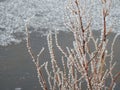 Dry grass with ice pieces, Lithuania Royalty Free Stock Photo