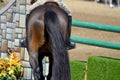 Nice brown horse back Royalty Free Stock Photo