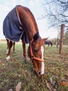 Cold morning. Horse wearing orange halter and blue blanket coat Royalty Free Stock Photo