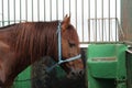 Brown horse in a green painted barn Royalty Free Stock Photo