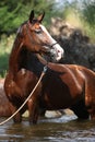 Nice brown horse standing in water Royalty Free Stock Photo