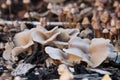 Nice brown large mushrooms