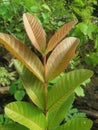 nice brown leaves