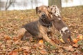 Louisiana Catahoula dog scared of parenting