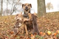 Louisiana Catahoula dog scared of parenting