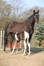 Nice brown mare with its piebald foal