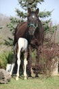 Nice brown mare with its piebald foal