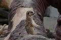 Nice brown suricata looking