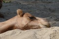 Tired sleeping camel