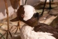 a nice Buffalo duck with white and black head