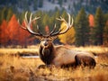 Nice Bull Elk in Wallow Royalty Free Stock Photo