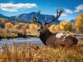 Nice Bull Elk in Wallow Royalty Free Stock Photo