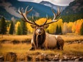 Nice Bull Elk in Wallow Royalty Free Stock Photo