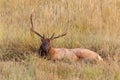 Nice Bull Elk in Wallow Royalty Free Stock Photo
