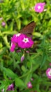 Nice Butterfly on a Colorful Flower